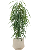 Ficus binnendijkii 'Alii' in Baq Raindrop Grond (Vulkastrat)