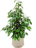 Ficus benjamina 'Danielle' in Baq Raindrop Grond (Vulkastrat)