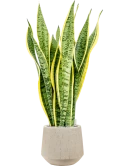Sansevieria trifasciata 'Laurentii' in Baq Raindrop Grond (Vulkastrat)