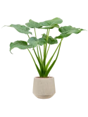 Alocasia cucullata in Baq Raindrop Hydrocultuur