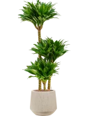 Dracaena fragrans 'Compacta' in Baq Raindrop Hydrocultuur