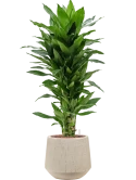 Dracaena fragrans 'Janet Lind' in Baq Raindrop Hydrocultuur