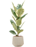 Ficus elastica 'Tineke' in Baq Raindrop Hydrocultuur