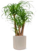 Beaucarnea recurvata in Baq Raindrop Grond (Vulkastrat)