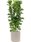 Ficus lyrata 'Bambino' in Baq Raindrop Hydrocultuur