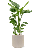 Strelitzia nicolai in Baq Raindrop Hydrocultuur
