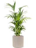 Kentia (Howea) forsteriana in Baq Raindrop Hydrocultuur