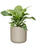 Anthurium ellipticum 'Jungle Bush' in Rough Grond (Vulkastrat)