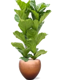 Ficus lyrata in Baq Metallic Silver leaf Grond (Vulkastrat) Grond (Vulkastrat)