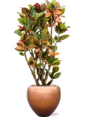 Croton variegatum 'Petra' in Baq Metallic Silver leaf Grond (Vulkastrat) Grond (Vulkastrat)