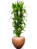 Dracaena fragrans 'Janet Craig' in Baq Metallic Silver leaf Grond (Vulkastrat)