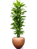 Dracaena 'Golden Coast' in Baq Metallic Silver leaf Grond (Vulkastrat) Grond (Vulkastrat)