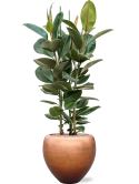 Ficus elastica 'Robusta' in Baq Metallic Silver leaf Grond (Vulkastrat) Grond (Vulkastrat)