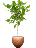 Ficus benghalensis 'Audrey' in Baq Metallic Silver leaf Grond (Vulkastrat) Grond (Vulkastrat)
