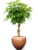 Schefflera arb. 'Compacta' in Baq Metallic Silver leaf Grond (Vulkastrat)