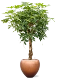 Schefflera arb. 'Compacta' in Baq Metallic Silver leaf Grond (Vulkastrat)