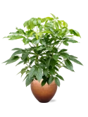 Schefflera actinophylla 'Amate' in Baq Metallic Silver leaf Grond (Vulkastrat)