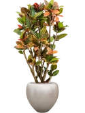 Croton variegatum 'Petra' in Baq Metallic Silver leaf Grond (Vulkastrat) Grond (Vulkastrat)