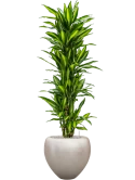 Dracaena fragrans 'Cintho' in Baq Metallic Silver leaf Grond (Vulkastrat)