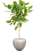 Ficus benghalensis 'Audrey' in Baq Metallic Silver leaf Grond (Vulkastrat) Grond (Vulkastrat)