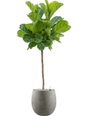 Ficus lyrata in Grigio Grond (Vulkastrat) Grond (Vulkastrat)