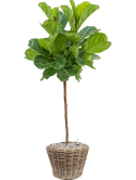 Ficus lyrata in Drypot Rattan Grond (Vulkastrat) Grond (Vulkastrat)