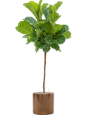 Ficus lyrata in Cylinder Grond (Vulkastrat) Grond (Vulkastrat)