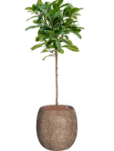 Ficus cyathistipula in Baq Polystone Coated Plain Hydrocultuur Hydrocultuur