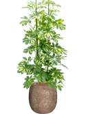 Schefflera 'Gold Capella' in Baq Polystone Coated Plain Hydrocultuur