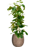 Tetrastigma voinierianum in Baq Polystone Coated Plain Hydrocultuur Hydrocultuur
