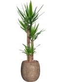 Yucca elephantipes in Baq Polystone Coated Plain Hydrocultuur Hydrocultuur