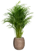 Dypsis (Areca) lutescens in Baq Polystone Coated Plain Grond (Vulkastrat) Grond (Vulkastrat)
