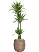Dracaena 'Warneckei' in Baq Polystone Coated Plain Grond (Vulkastrat)