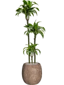 Dracaena fragrans 'Dorado' in Baq Polystone Coated Plain Grond (Vulkastrat) Grond (Vulkastrat)