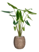 Alocasia zebrina in Baq Polystone Coated Plain Grond (Vulkastrat) Grond (Vulkastrat)
