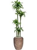 Dracaena fragrans 'Dorado' in Baq Polystone Coated Plain Grond (Vulkastrat)