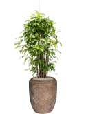 Dracaena surculosa in Baq Polystone Coated Plain Grond (Vulkastrat)