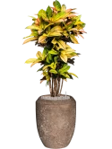 Croton variegatum 'Mrs. Iceton' in Baq Polystone Coated Plai Grond (Vulkastrat)