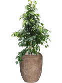 Ficus benjamina 'Danielle' in Baq Polystone Coated Plain Grond (Vulkastrat)