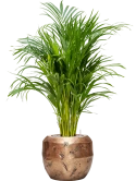 Dypsis (Areca) lutescens in Baq Opus Raw Grond (Vulkastrat)