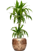 Dracaena fragrans 'Janet Craig' in Baq Opus Raw Grond (Vulkastrat)