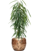 Ficus binnendijkii 'Alii' in Baq Opus Raw Grond (Vulkastrat)