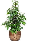 Ficus benjamina 'Danielle' in Baq Opus Raw Grond (Vulkastrat)