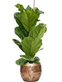 Ficus lyrata in Baq Opus Raw Grond (Vulkastrat)