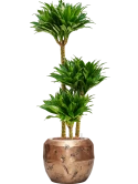 Dracaena fragrans 'Compacta' in Baq Opus Raw Hydrocultuur
