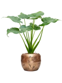 Alocasia cucullata in Baq Opus Raw Hydrocultuur