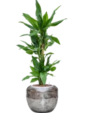 Dracaena fragrans 'Burundii' in Baq Opus Raw Hydrocultuur