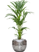 Kentia (Howea) forsteriana in Baq Opus Raw Grond (Vulkastrat)