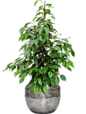 Ficus benjamina 'Danielle' in Baq Opus Raw Grond (Vulkastrat)