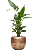 Strelitzia nicolai in Baq Opus Raw Grond (Vulkastrat)
